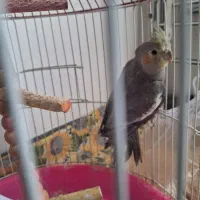 عروس هلندی سرحال کم سن