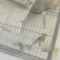 پرنده