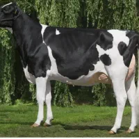 گاو شکم دوم خیلی خوشگل مرتب ۴ ماه ابستن