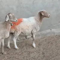 میش داشتی|حیوانات مزرعه|کاشمر, |دیوار