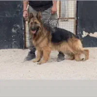 سگ ژرمن مو بلند وارداتی