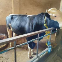 گاو گوشتی سمینتال درجه یک بدون شکم کیلو ۳۵۰|حیوانات مزرعه|میانه, |دیوار