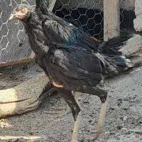جوجه لاری افغان اصل مشکی|حیوانات مزرعه|شیراز, شاپورجان|دیوار