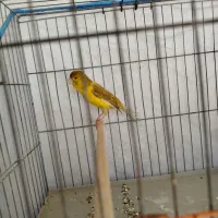 قناری|پرنده|شیراز, کوشک میدان|دیوار