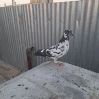 کفتر پلاکی زرد بوبور پرشی پلاس زاغ کل ماستی|پرنده|قم, آزادگان|دیوار