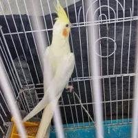 عروس هلندی|پرنده|گله دار, |دیوار