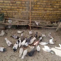 کاکلی