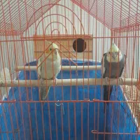 جفت عروس هلندی با جوجه