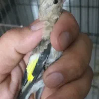 سهره جوجه سهره رسمی و سهره دورگ و گلبسر