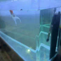 اکواریوم|ماهی|سنندج, |دیوار