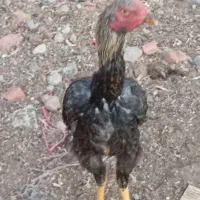 جوجه لاری افغانی|حیوانات مزرعه|گوگان, |دیوار