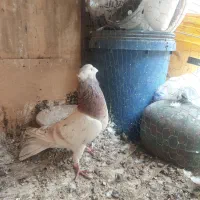 سلام ۵تاکفتر نر زدوخوردی روزگاری