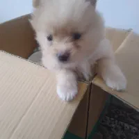 سگ پامر خرسی|سگ|اصفهان, شاهد|دیوار