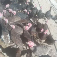 بوقلمون و تعدادی خروس