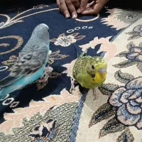 مرغ عشق|پرنده|خرمشهر, |دیوار