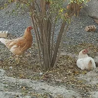 محلی|حیوانات مزرعه|انبارآلوم, |دیوار