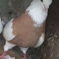 گمشده
