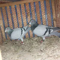 کبوتر مسافتی|پرنده|مشهد, کوی دروی|دیوار