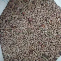 فروش نخودریزمحلی ولوبیاچیتی