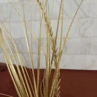 گل طلایی اکلیلی