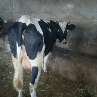 گاو شیری با گوساله سیمنتال قرمز|حیوانات مزرعه|سراب, |دیوار