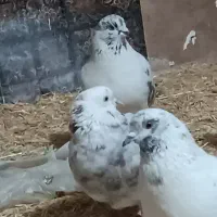 ک ف ت ر|حیوانات|محمدشهر, یزدیها|دیوار