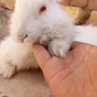 خرگوش