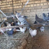 کبوتر کاشانی اصیل بشرت پرش بالای ۶ساعت و تخم وجوجه|پرنده|اصفهان, براآن شمالی|دیوار