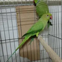 پرنده طوطی برای دوجفت گیری|پرنده|تهران, نعمت‌آباد|دیوار