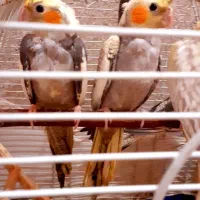 عروس هلندی ۳ماه خیلی آروم