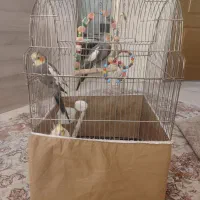 سه عروس هلندی با قفس