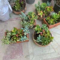 کاکتوس.یوسفی.باباادم