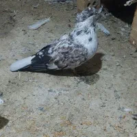 کبوتر سوسک شکلاتی کاکل اخمو|پرنده|کلاله, |دیوار
