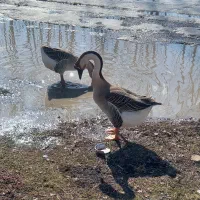 فروش قو غاز محلی|حیوانات مزرعه|نقده, |دیوار