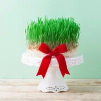 سفارش انواع سبزه