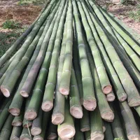 برای چیدن گردو