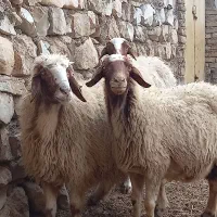 گوسفند میش سنجابی|حیوانات مزرعه|ماهیدشت, |دیوار