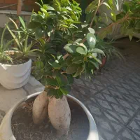 بنسای سالم|گل و گیاه طبیعی|تهران, نظام‌آباد|دیوار