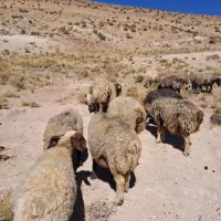 شیشک و میش|حیوانات مزرعه|شیراز, احمدآباد|دیوار