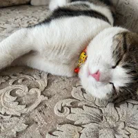 گم شده محدوده امامشهر|حیوانات|یزد, |دیوار