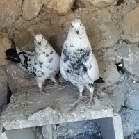 کبوتر