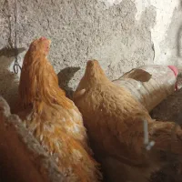 مرغ و خروس پاپر|حیوانات مزرعه|صائین قلعه, |دیوار