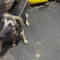 سگ ژرمن