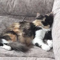 گربه پرشین ماده دارای شناسنامه پزشکی کاملآ دستی|گربه|بندر گناوه, |دیوار