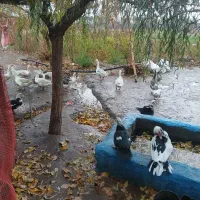 غاز نر و ماده (جوجه اردک اسرائیلی و معمولی)|حیوانات مزرعه|محمدشهر, همایون ویلا|دیوار