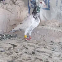 کبوتر کفتر