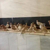 کفتر