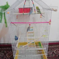 مرغ عشق