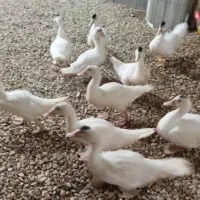 اردک اسرائیلی سه ماهه