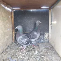 کفتر|پرنده|بیرجند, |دیوار